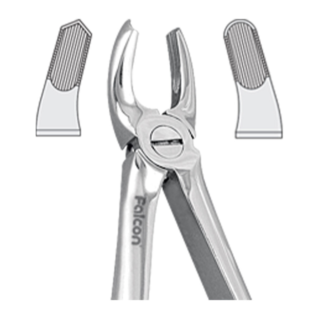 فورسپس مولر بالا راست fig:39R